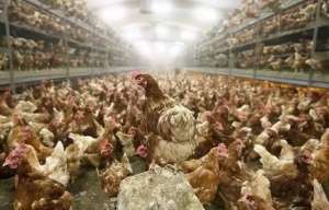 H7N9疫情聯(lián)防聯(lián)控會(huì)議舉行