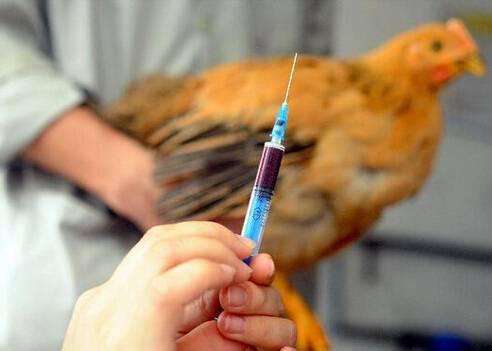 浙江1月人感染H7N9禽流感死亡11例 活禽交易市場(chǎng)關(guān)閉
