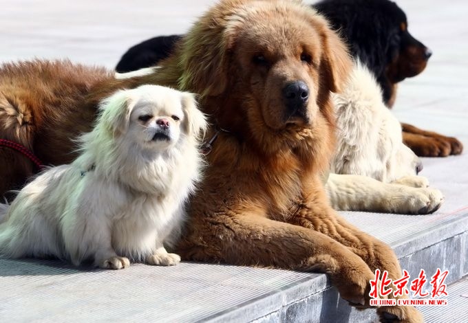 濟(jì)南養(yǎng)犬積分制 “汪星人”也有規(guī)章制度狗主人表示“亞歷山大”