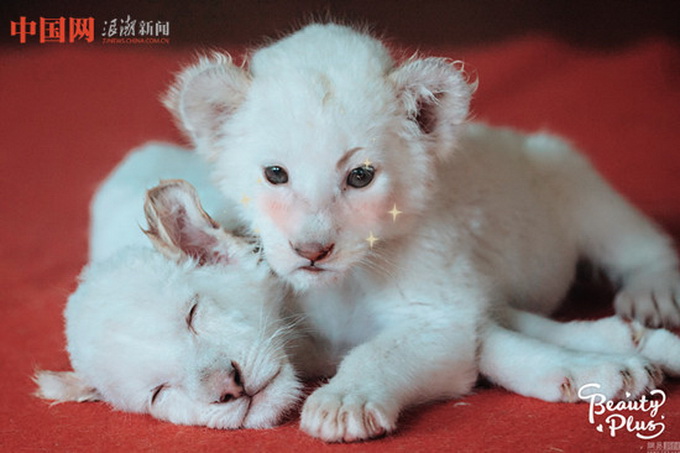 動物遇上美顏相機 最萌版猛獸出爐可愛無比暖化人心