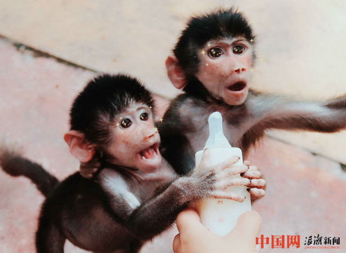 動物遇上美顏相機 最萌版猛獸出爐可愛無比暖化人心