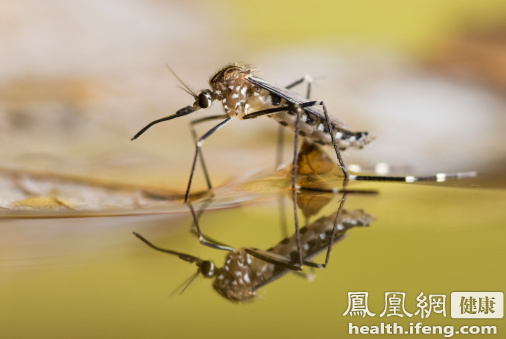 廣東疾控：隨氣溫回升寨卡病毒傳播風險將上升