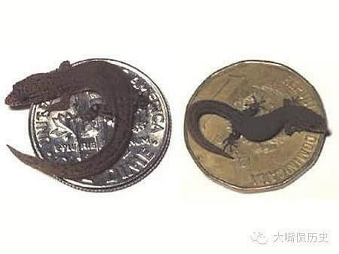最小品種鹿誕生 盤點世界上最小的十種動物