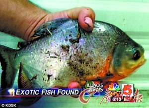 美國食人魚專咬男性命根 牙齒與人類相似(組圖)
