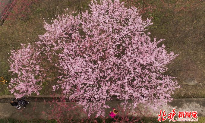 日本早春櫻花盛開 幽香艷麗成傘狀，花期僅晚于2002年