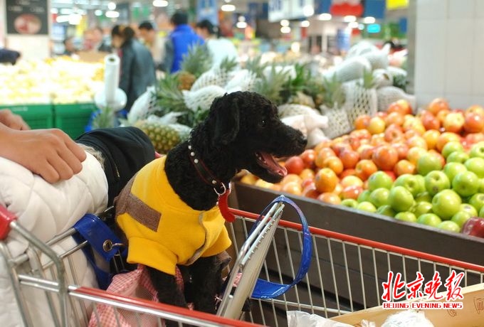 濟(jì)南養(yǎng)犬積分制 “汪星人”也有規(guī)章制度狗主人表示“亞歷山大”