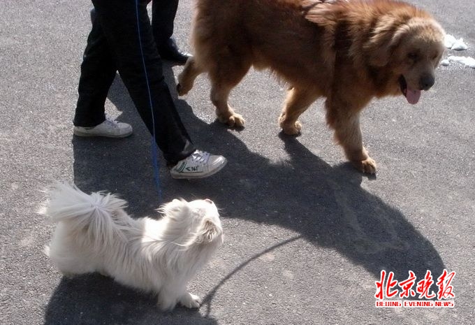 濟(jì)南養(yǎng)犬積分制 “汪星人”也有規(guī)章制度狗主人表示“亞歷山大”