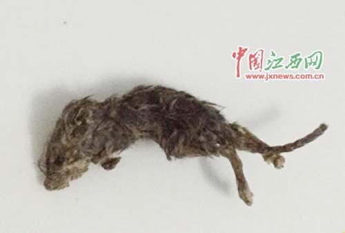 湖北女子吃瓜子吃出老鼠尸體 軀體已發硬(圖)