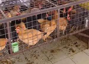 澳門恢復輸入內地活禽 首批檢測無異常