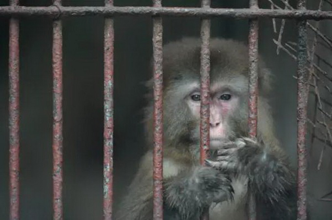 重慶“一個人的動物園”已停業整頓 私人動物園靠什么維系？