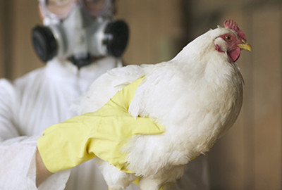 H7N9疫情高發季節 多地活禽市場陸續關閉