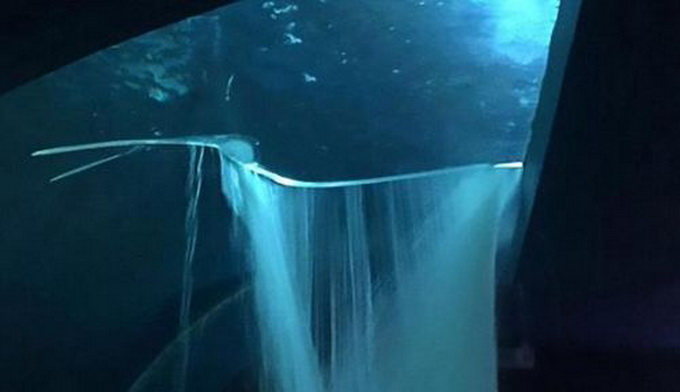 水箱破裂鯊魚上街 玻璃上有一處80厘米長裂口13條鯊魚涌出