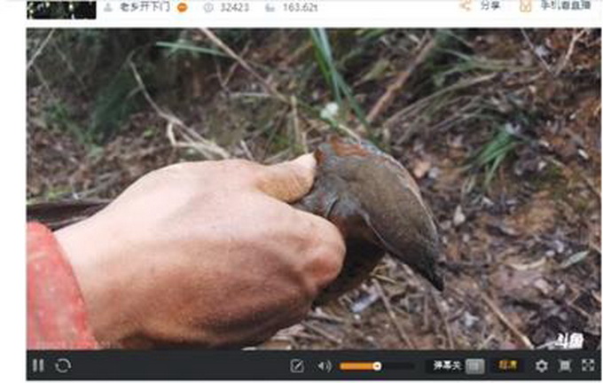萬人圍觀捕殺動物 動物“落網”后被逼著撕咬互斗留下殘缺尸體