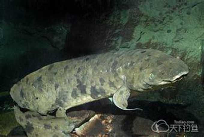 世界最長壽魚離世 這種魚類保持同樣型態超過1億年