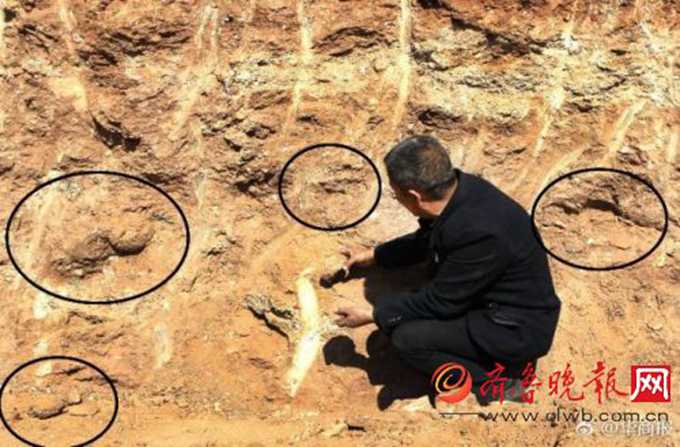 修路挖恐龍蛋化石 村民：石疙瘩是橢圓形外邊是魚鱗狀，感覺像巨型鳥蛋
