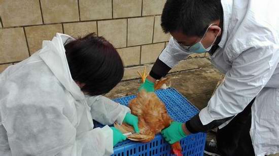 衛生部門牽頭H7N9疫情聯防聯控