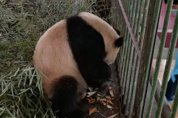 大熊貓“蜀蘭”9個月暴瘦60斤？ 蘭州動物園再遭網友質疑
