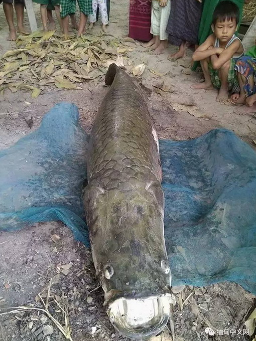 寺廟內現長壽魚王 網友：這外形不是奔波灞就是霸波奔