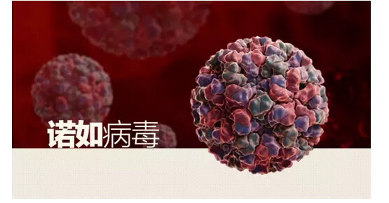 哈爾濱醫科大學數十人感染諾如病毒