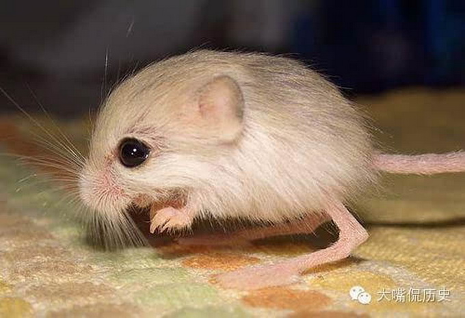 最小品種鹿誕生 盤點世界上最小的十種動物