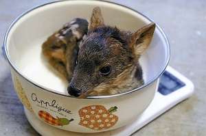 最小品種鹿誕生 盤點世界上最小的十種動物