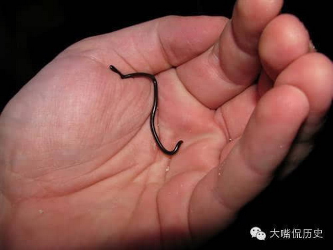 最小品種鹿誕生 盤點世界上最小的十種動物
