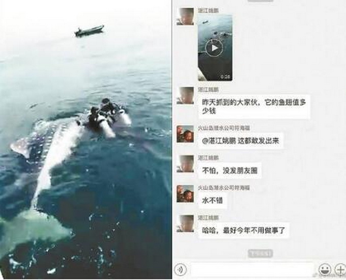 曬捕鯨鯊視頻被查 微信群里自稱“抓到了都是錢啊”