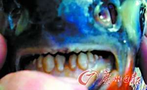 美國食人魚專咬男性命根 牙齒與人類相似(組圖)