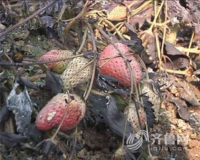 孔明燈引燃大棚：種植戶損失40多萬 網友：種植戶給大棚投保了嗎？