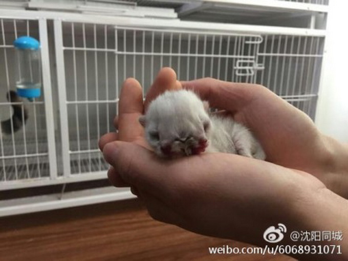 沈陽現雙頭三眼貓 擁有兩張臉三只眼還有兩張嘴嚇呆網友