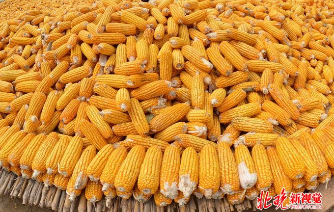 收購玉米獲刑再審 什么行為構成非法經營罪王力軍是否犯罪？