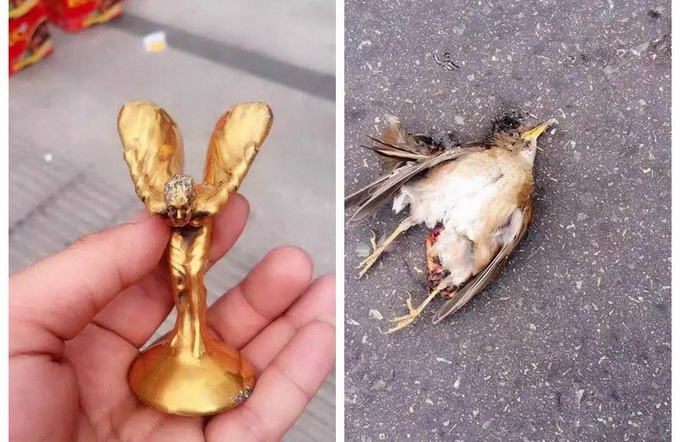 勞斯萊斯和鳥相撞 死去的小鳥-有想過我的感受嗎？