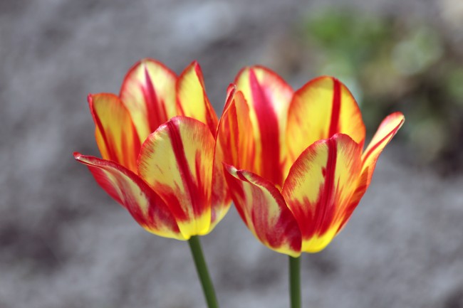 揚(yáng)州四大景點(diǎn)本月起門票優(yōu)惠游客投訴10分
