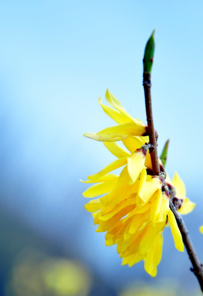 美聯(lián)航超額售票暴力趕走華人乘客引發(fā)網(wǎng)友討