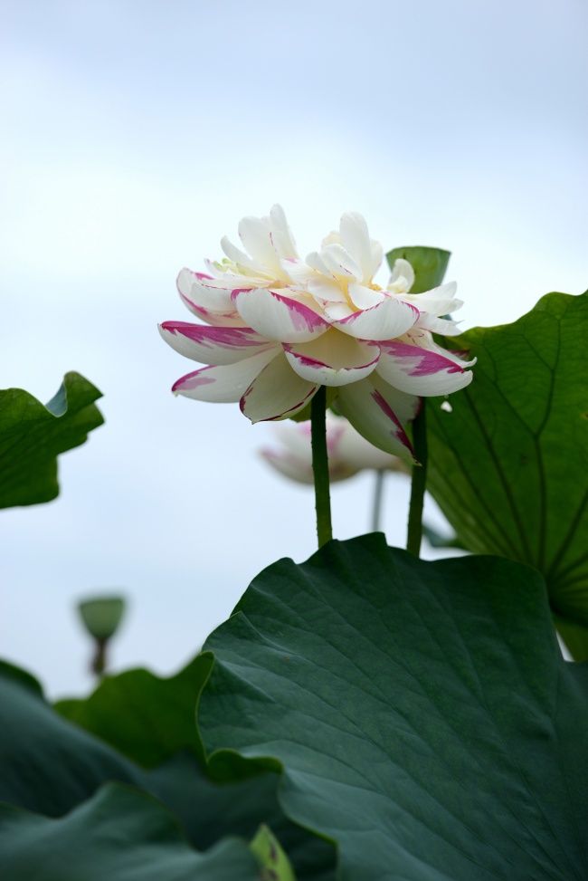 岳云鵬回應(yīng)秒刪微博百分之百穿褲子了朋友們