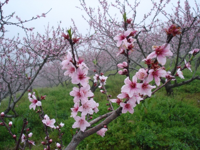 舒淇告白我愛(ài)你對(duì)象竟不是老公馮德倫而是它